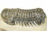 Detailed Crotalocephalina Trilobite - Atchana, Morocco #271922-2
